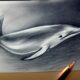 Jak narysować delfina